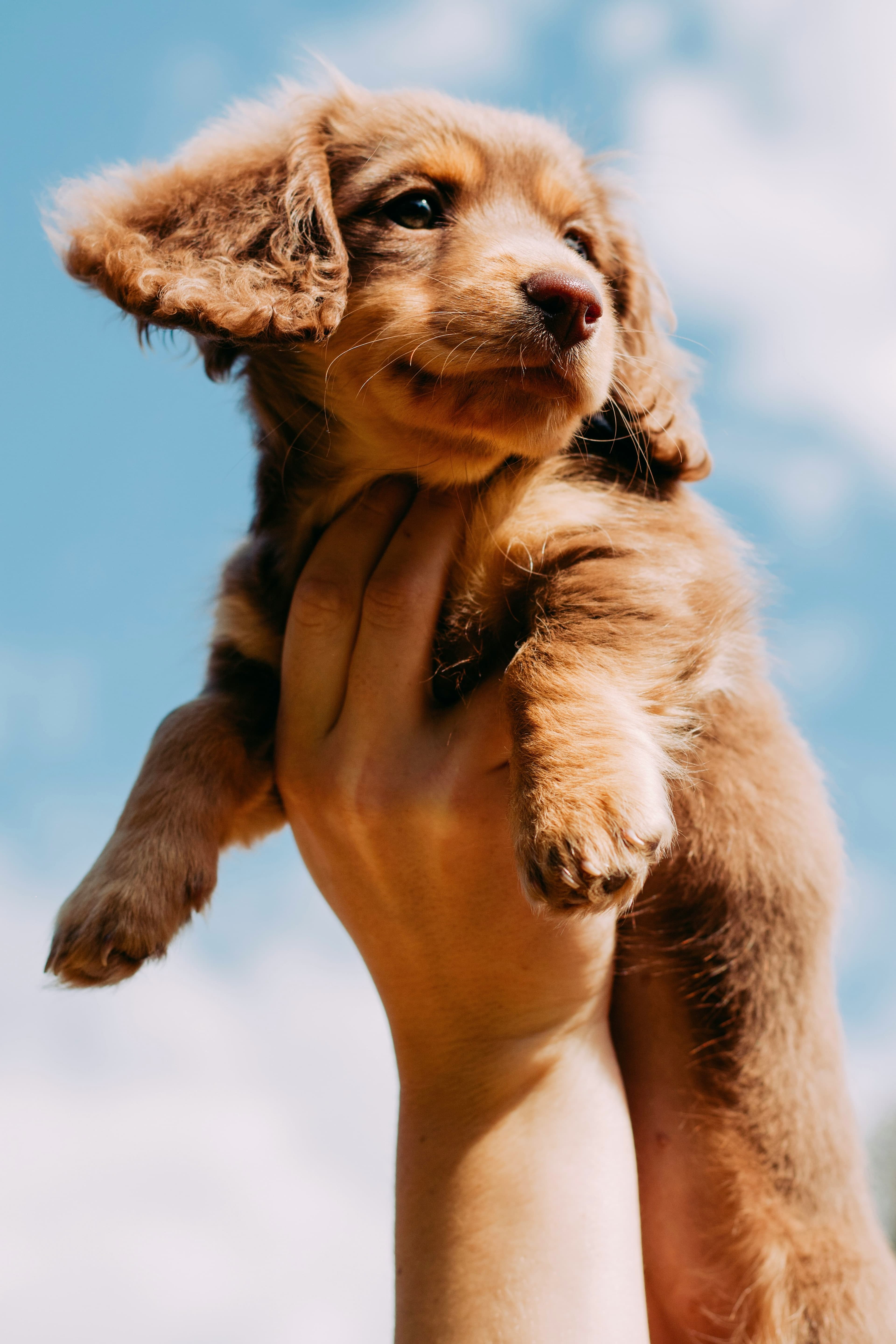 Your name with dachshunds